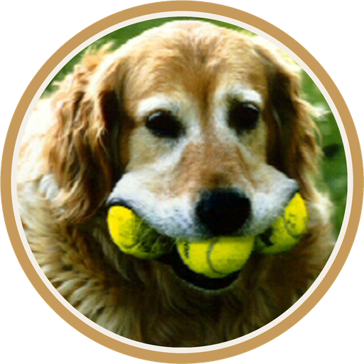 Tennis Sensei logo